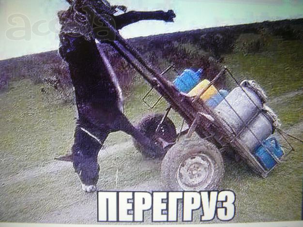 Ищу  работу  НА  ТОНАР   за  нал.