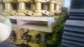 Цепь гусеничная 43 зв 9W2748 для Caterpillar D9R