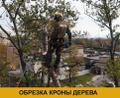 Обрезка и удаление деревьев и кустарников в Истринском районе и Истре
