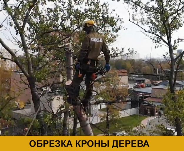 Обрезка и удаление деревьев и кустарников в Истринском районе и Истре