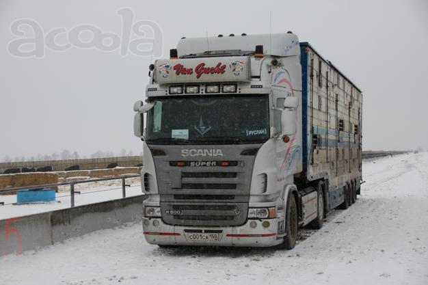 Перевозка скота автоскотовозами