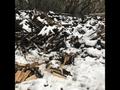 Требуется вывоз дерева